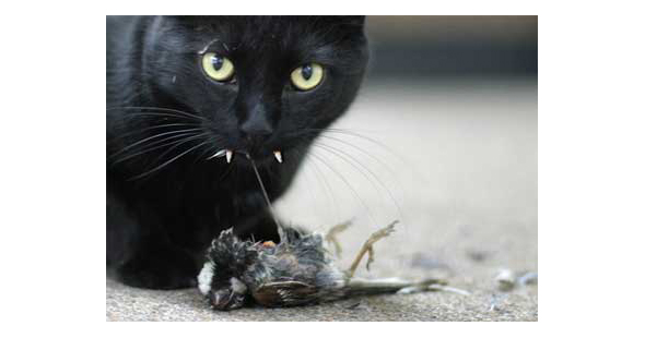 AmmoLand blog: Cat eating bird