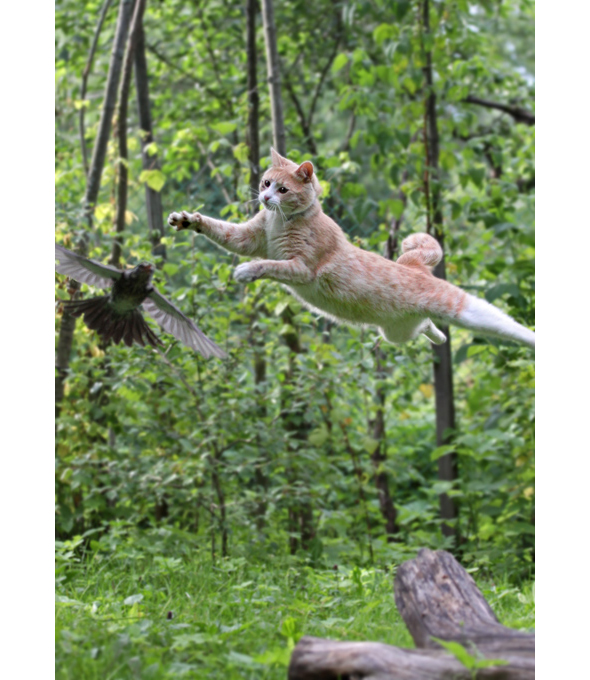 Photo of cat leaping after bird