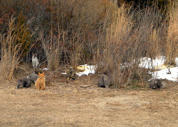 South Jersey Feral Cats