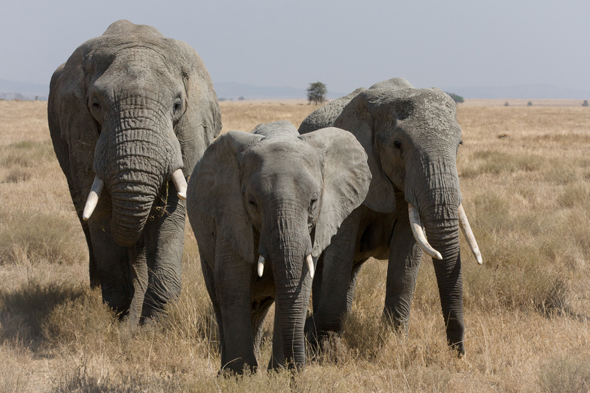 Serengeti Elephant Herd